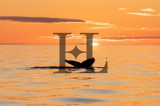 Victoria Humpback