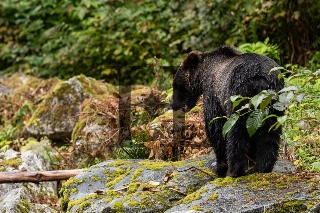 CJ the Grizzly