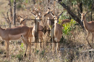 Impalas