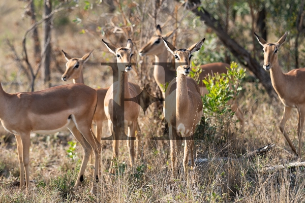 Impalas
