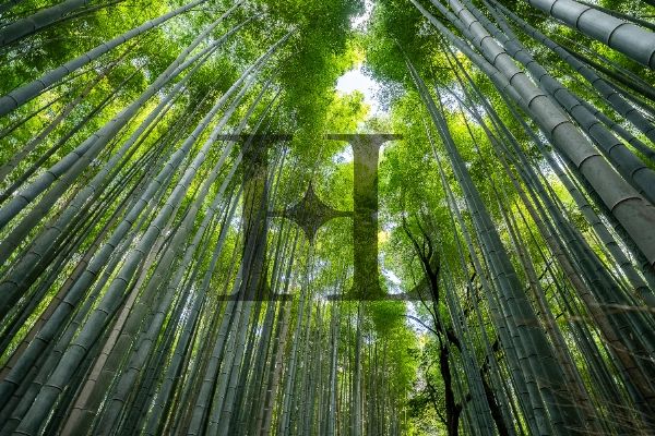 Arashiyama